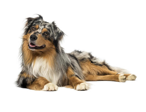 Australianpaimenkoira Tietoa Koirarodusta Purina Australianpaimenkoira Tietoa Koirarodusta Purina